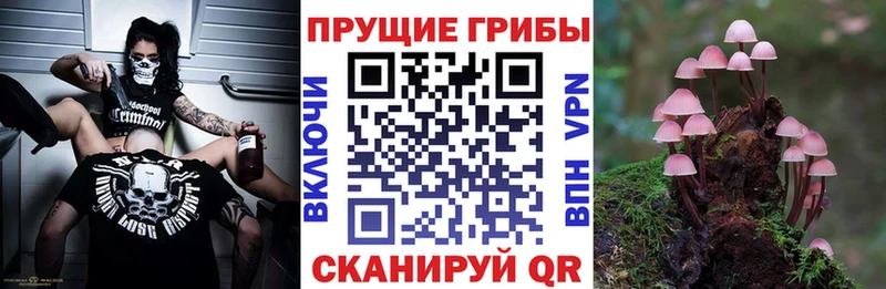 продажа наркотиков  OMG рабочий сайт  Галлюциногенные грибы Magic Shrooms  Порхов 